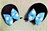 ~j[}EX{wAsFJ`[VwAoh݂ɓɂȂ܂񁚂PbŃ~j[}EXɂȂ