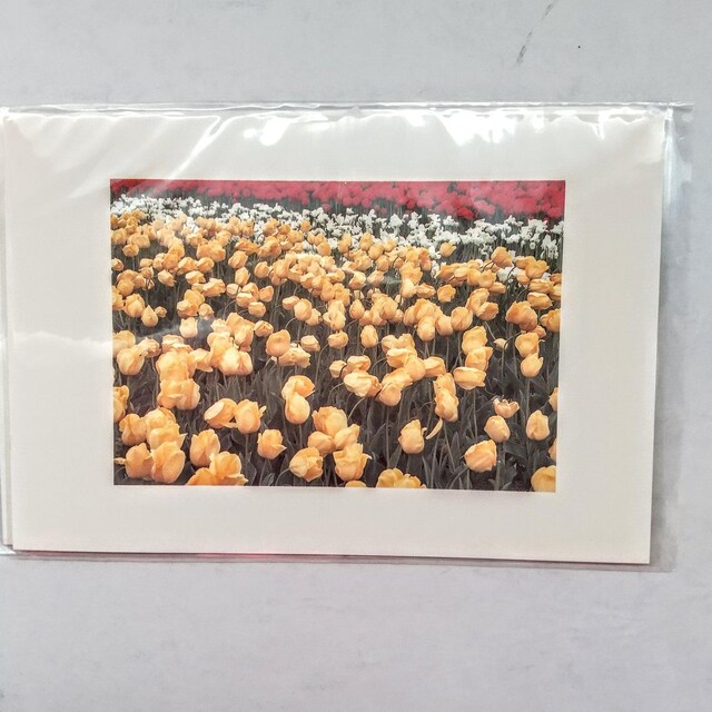 |XgJ[h@postcard@Gt@G͂@PO@COʐ^  CeA/Ct 