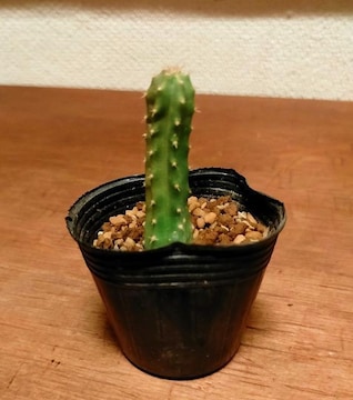 Tyh gRPEX T{e A c 5cm