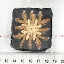 17*ҲށG҂ݸނ̸ứ@2
