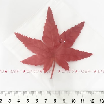 29*~Ẃ@18