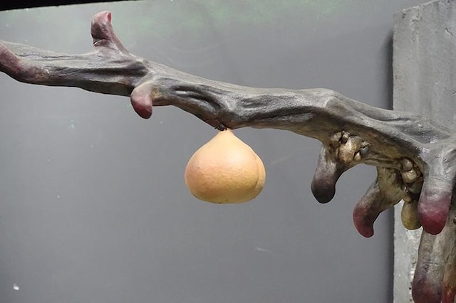 188_Fresh Peach̖  zr[ 
