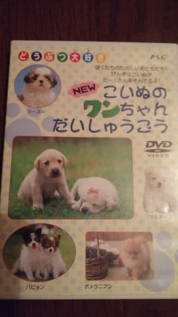 DVD \tg@NEW@ʂ̃񂾂イ@   CD/DVD/rfI 