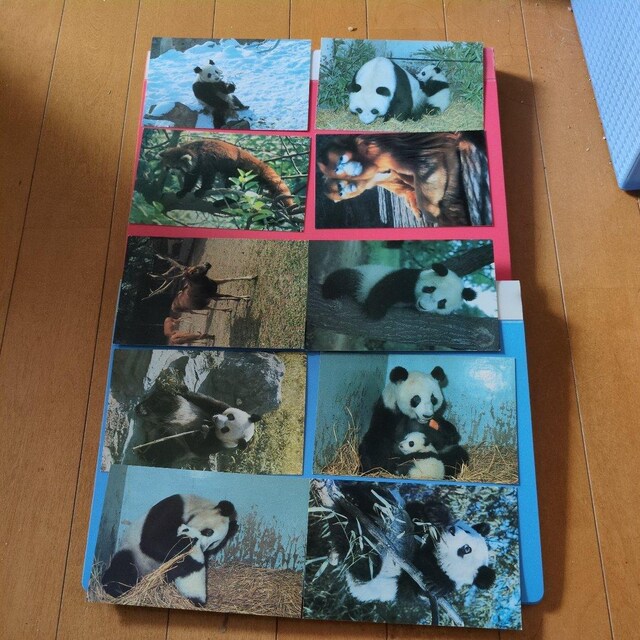 |XgJ[hPO  zr[ 