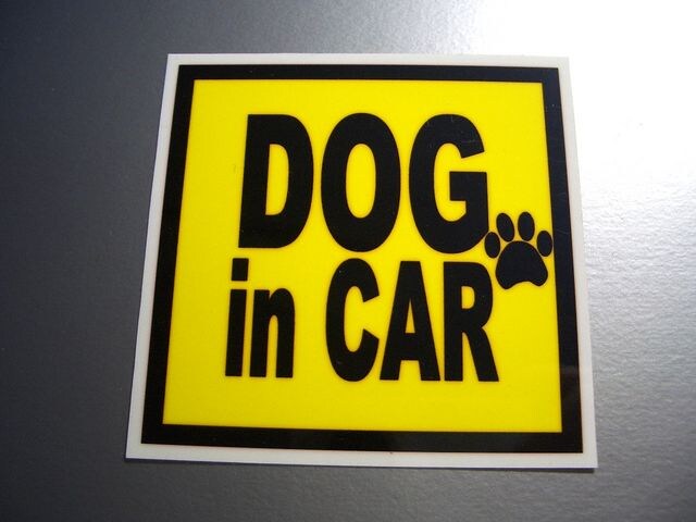 DOG in CARCG[XebJ[ Ă܂ybg  /oCN