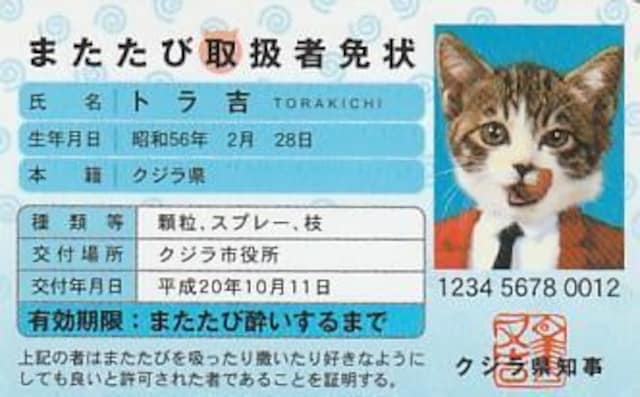 ȂߔLpfB[J[h 4yB-21z  zr[ 