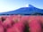 世界遺産 富士山とコキア3 写真 A4又は2L版 額付き
