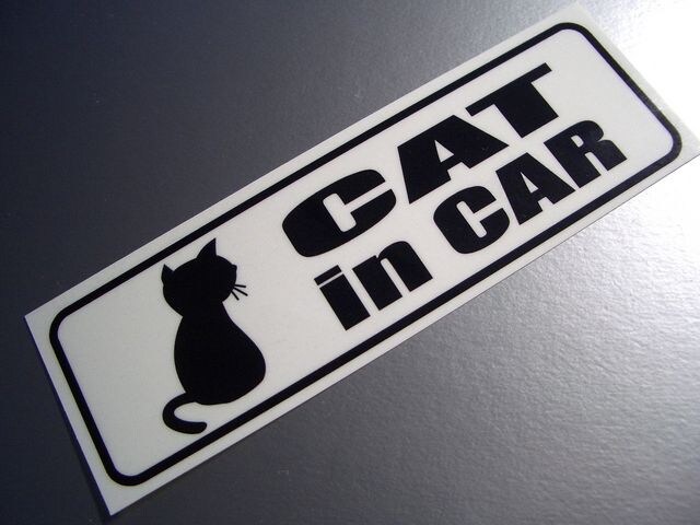 CAT IN CARXebJ[ ELĂ܂  ybg/|/| 