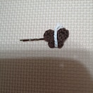 nhChCh̃wAs