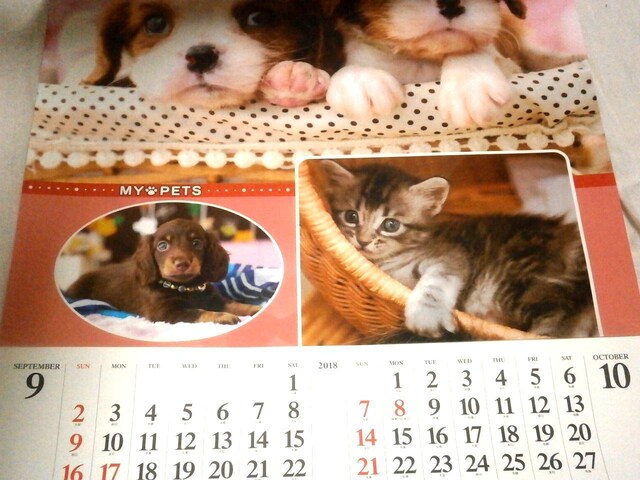 2018 mypet  L J_[ gp  zr[ 