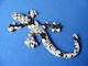  菈iIGecko QbR[/{/IRIALAؕdl ^ GuC Vigpi 