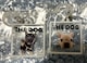 THE DOG ߂邵`[