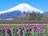 世界遺産 富士山とチューリップ畑2 写真 A4又は2L版 額付き