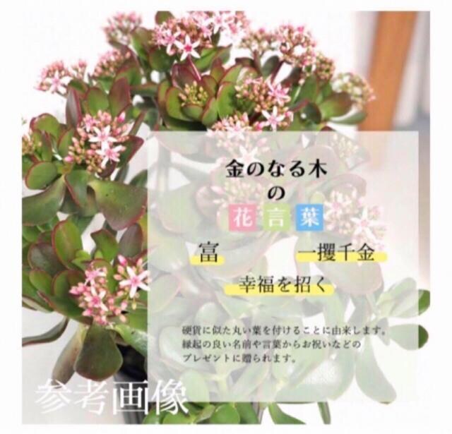 yAzԂFt肪Yȋ̐؁@Ԍ@cwꝺx^UP  ybg/|/| 