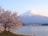 世界遺産 富士山 写真 さくらと富士山 A4又は2L版 額付き