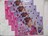 meiji@Shinako@NAt@C@SZbg@Ȃ@ʏ`O~@